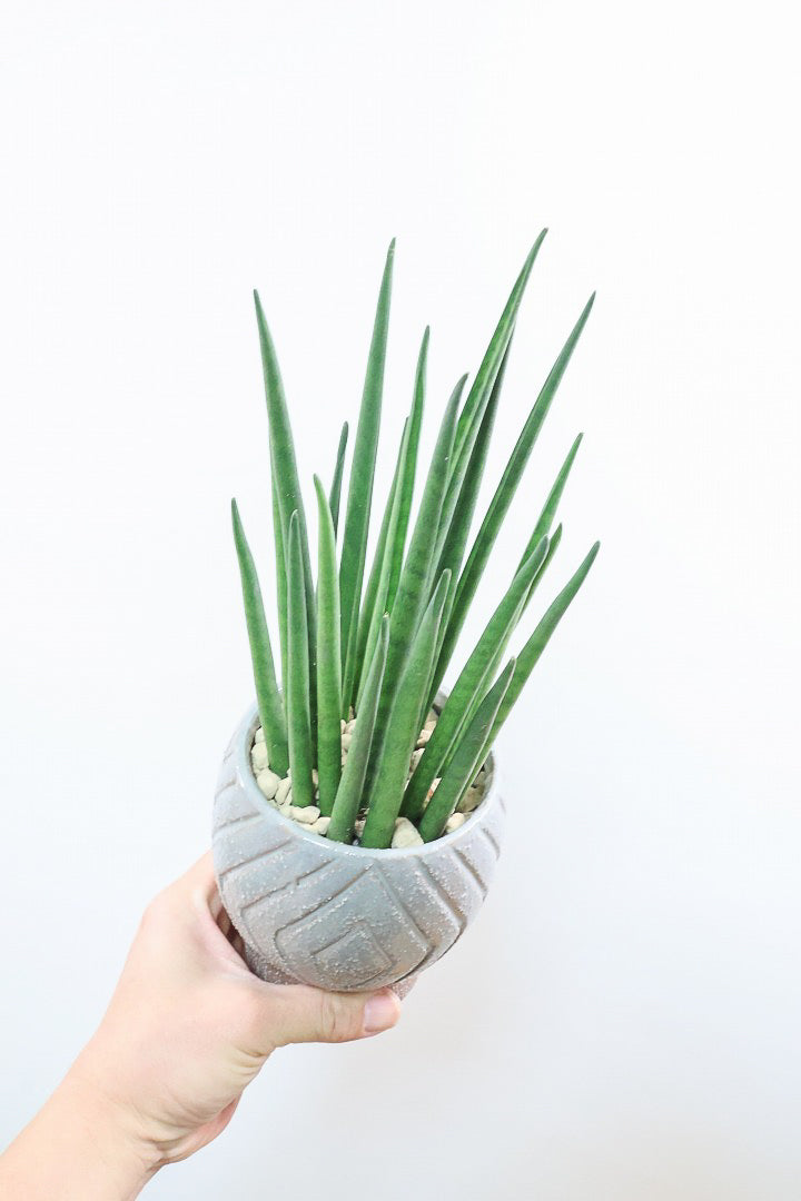 【サンスベリア バキュラリス】仲良しの生産者さんからいい形のものを分けてもらいました！シャープな葉が素敵です！