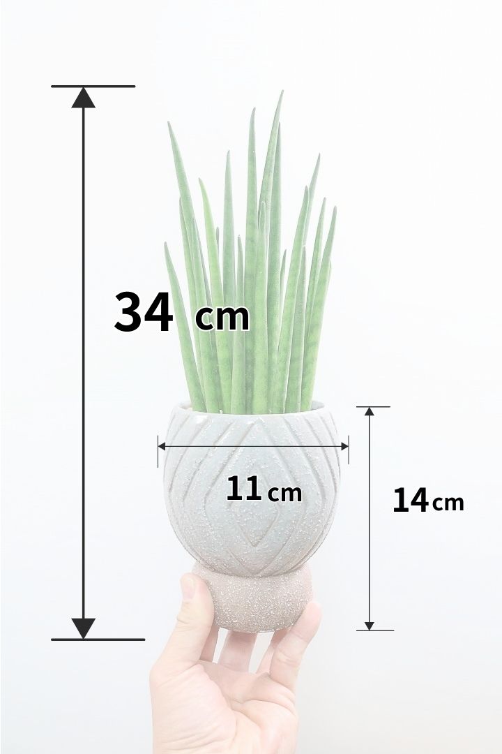 【サンスベリア バキュラリス】仲良しの生産者さんからいい形のものを分けてもらいました！シャープな葉が素敵です！