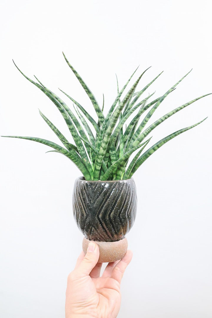 【サンスベリア ファーンウッドパンク】仲良しの生産者さんからいい形のものを分けてもらいました！シャープで葉が放射状に幌がる葉が素敵です！