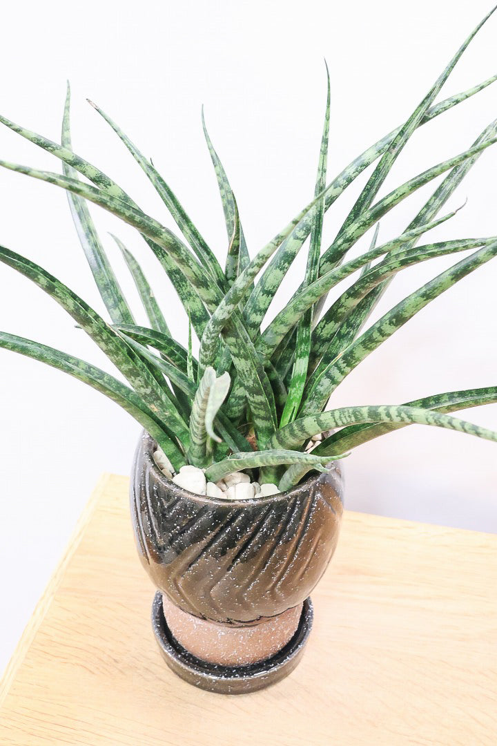 【サンスベリア ファーンウッドパンク】仲良しの生産者さんからいい形のものを分けてもらいました！シャープで葉が放射状に幌がる葉が素敵です！