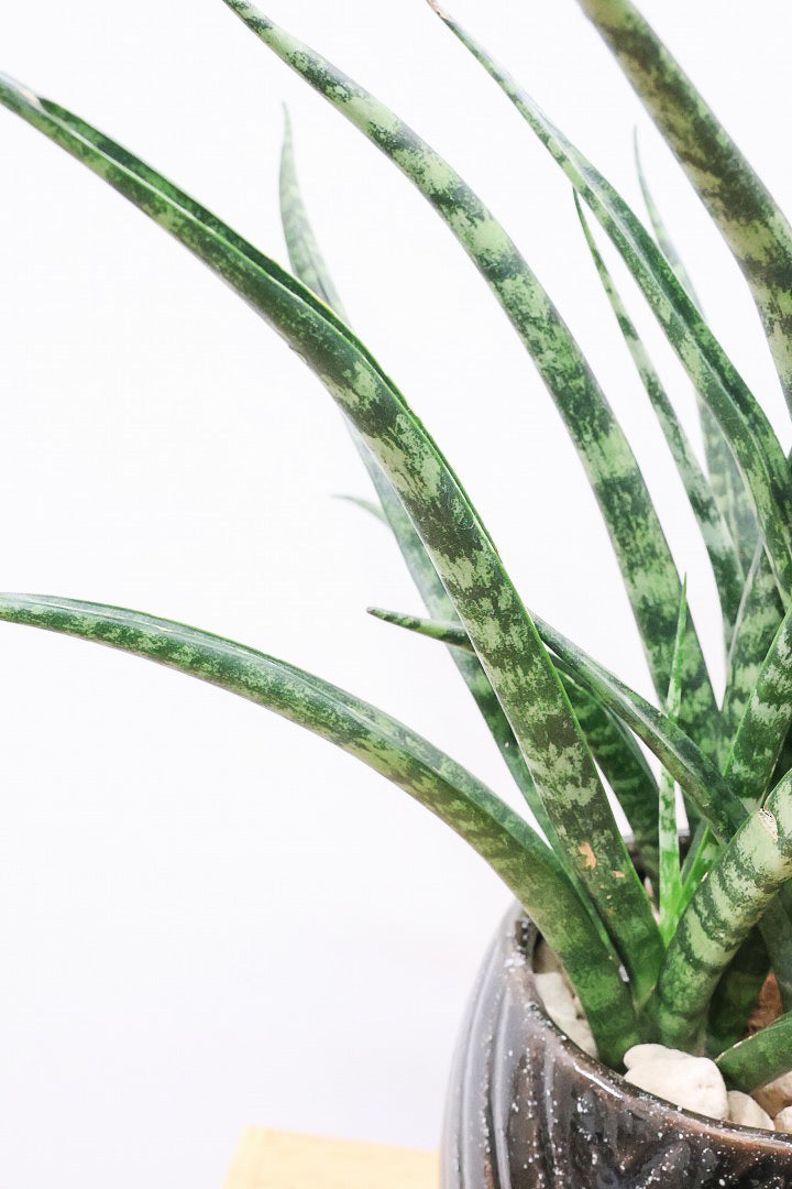 【サンスベリア ファーンウッドパンク】仲良しの生産者さんからいい形のものを分けてもらいました！シャープで葉が放射状に幌がる葉が素敵です！