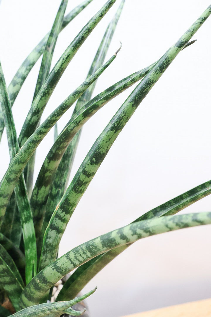 【サンスベリア ファーンウッドパンク】仲良しの生産者さんからいい形のものを分けてもらいました！シャープで葉が放射状に幌がる葉が素敵です！