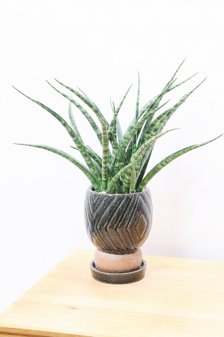 【サンスベリア ファーンウッドパンク】仲良しの生産者さんからいい形のものを分けてもらいました！シャープで葉が放射状に幌がる葉が素敵です！