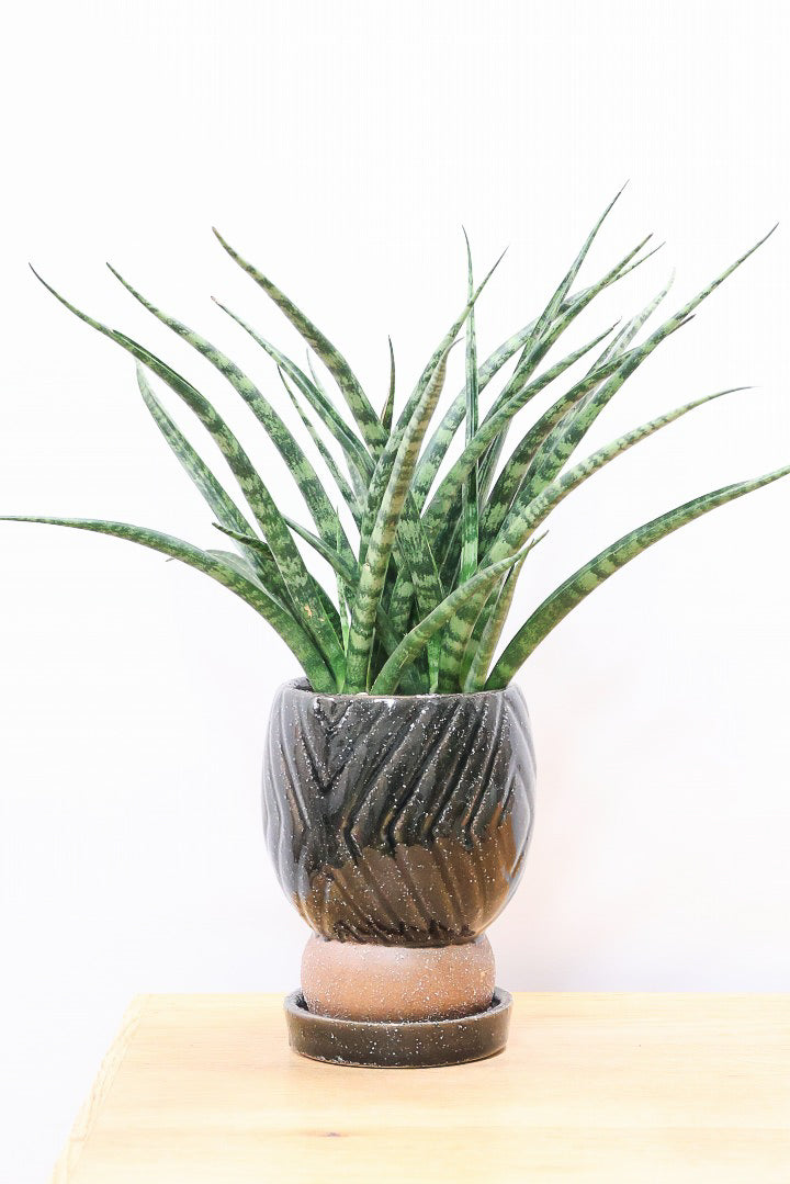 【サンスベリア ファーンウッドパンク】仲良しの生産者さんからいい形のものを分けてもらいました！シャープで葉が放射状に幌がる葉が素敵です！