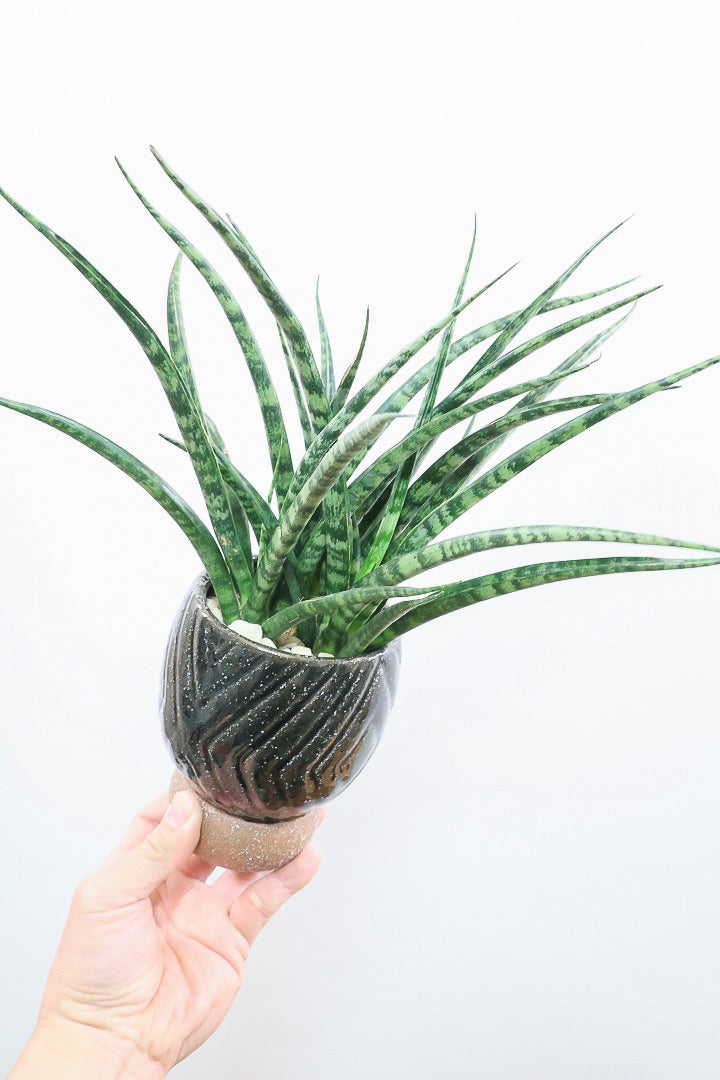 【サンスベリア ファーンウッドパンク】仲良しの生産者さんからいい形のものを分けてもらいました！シャープで葉が放射状に幌がる葉が素敵です！