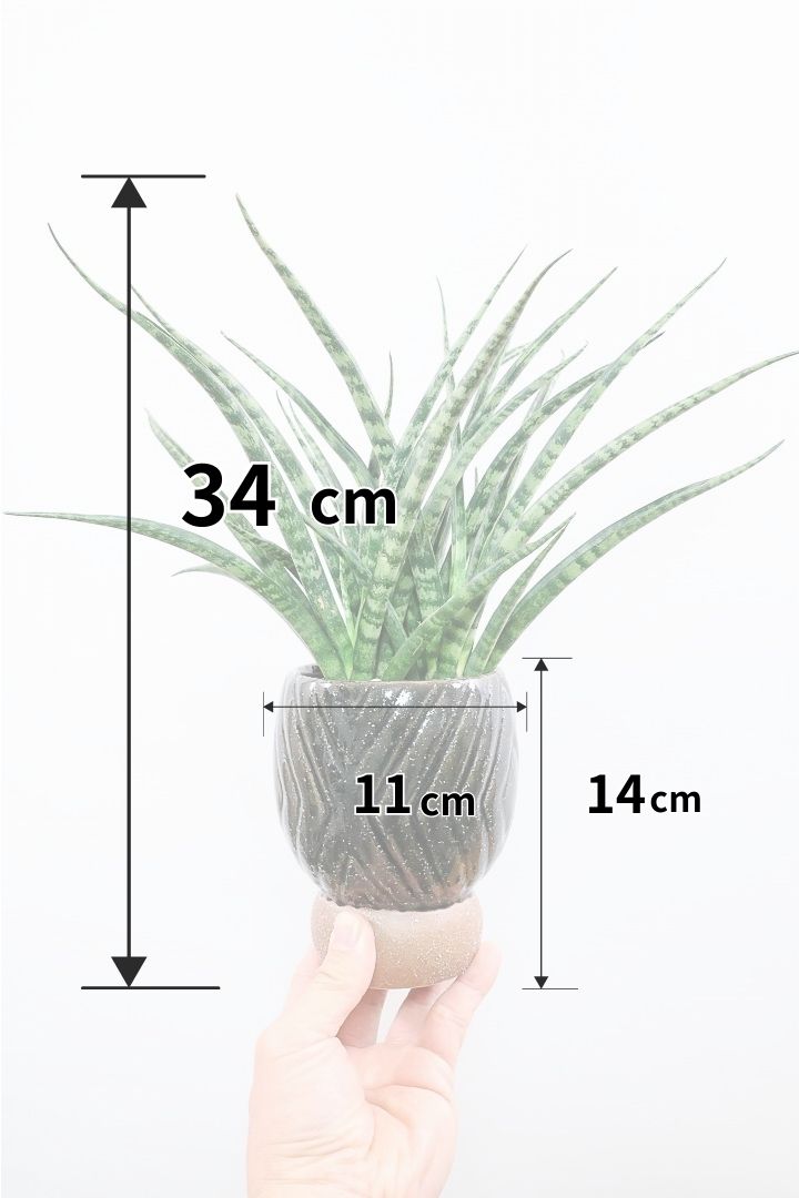 【サンスベリア ファーンウッドパンク】仲良しの生産者さんからいい形のものを分けてもらいました！シャープで葉が放射状に幌がる葉が素敵です！