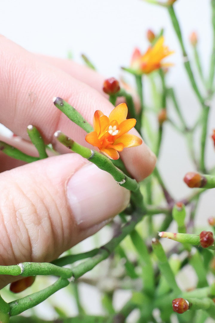 【リプサリス ハティオラ】ギュッとかわいい葉っぱが詰まったフォルム！お花も咲いている可愛いサボテンです！