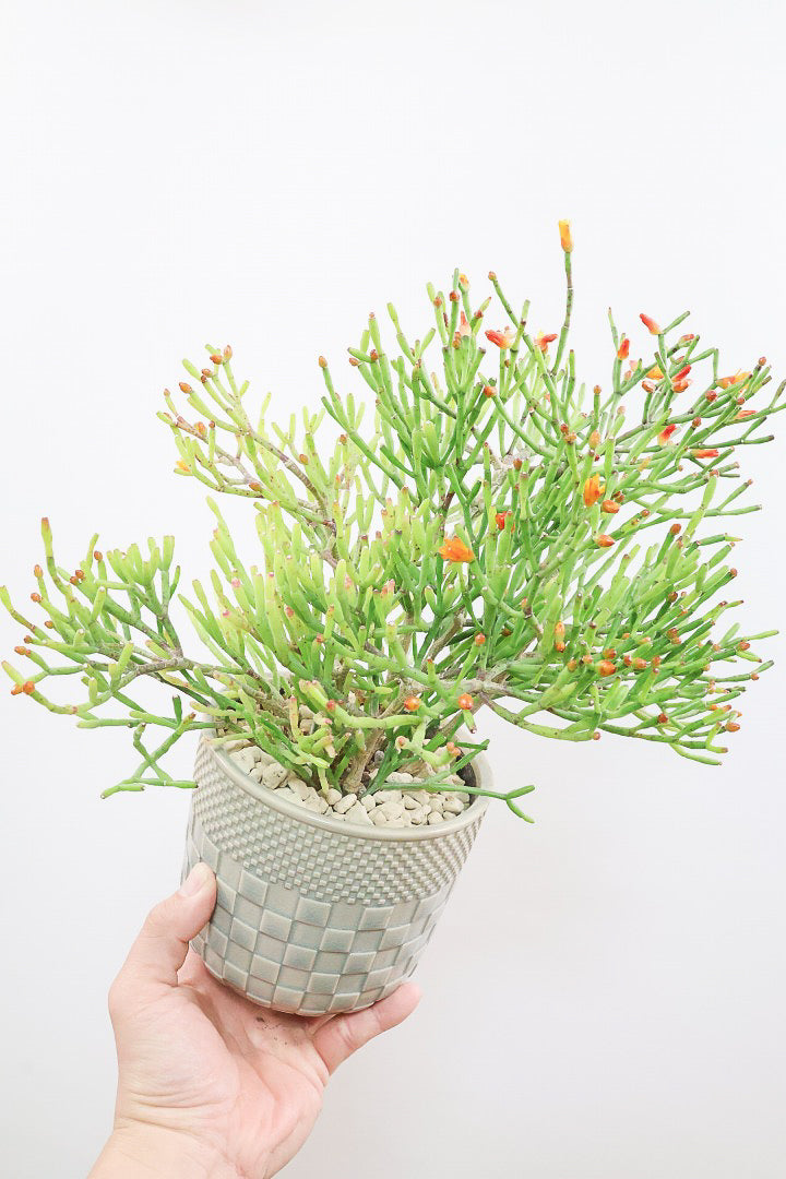 【リプサリス ハティオラ】ギュッとかわいい葉っぱが詰まったフォルム！お花も咲いている可愛いサボテンです！