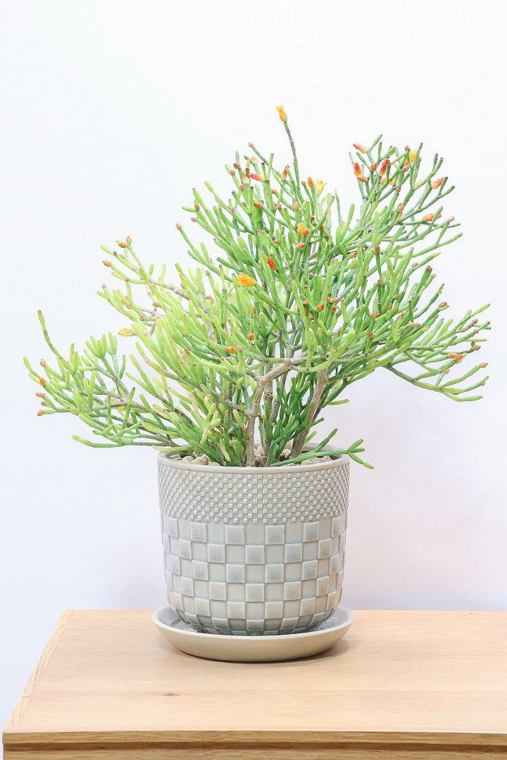 【リプサリス ハティオラ】ギュッとかわいい葉っぱが詰まったフォルム！お花も咲いている可愛いサボテンです！