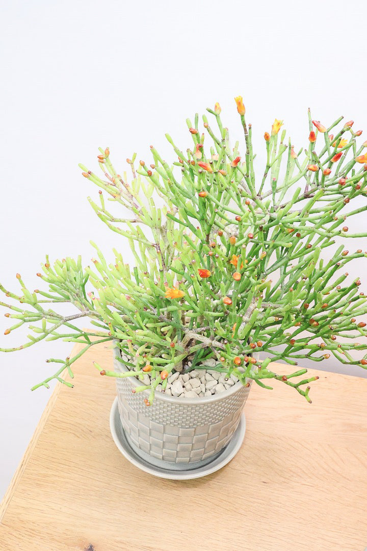 【リプサリス ハティオラ】ギュッとかわいい葉っぱが詰まったフォルム！お花も咲いている可愛いサボテンです！