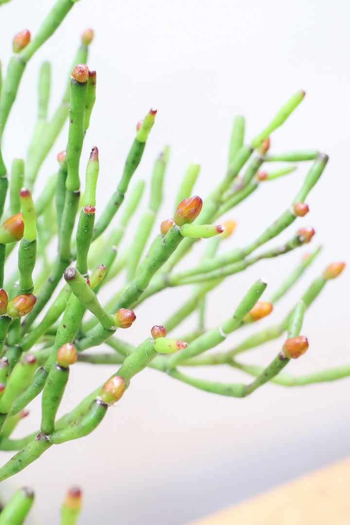 【リプサリス ハティオラ】ギュッとかわいい葉っぱが詰まったフォルム！お花も咲いている可愛いサボテンです！