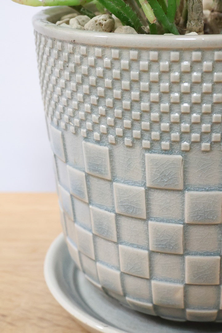 【リプサリス ハティオラ】ギュッとかわいい葉っぱが詰まったフォルム！お花も咲いている可愛いサボテンです！