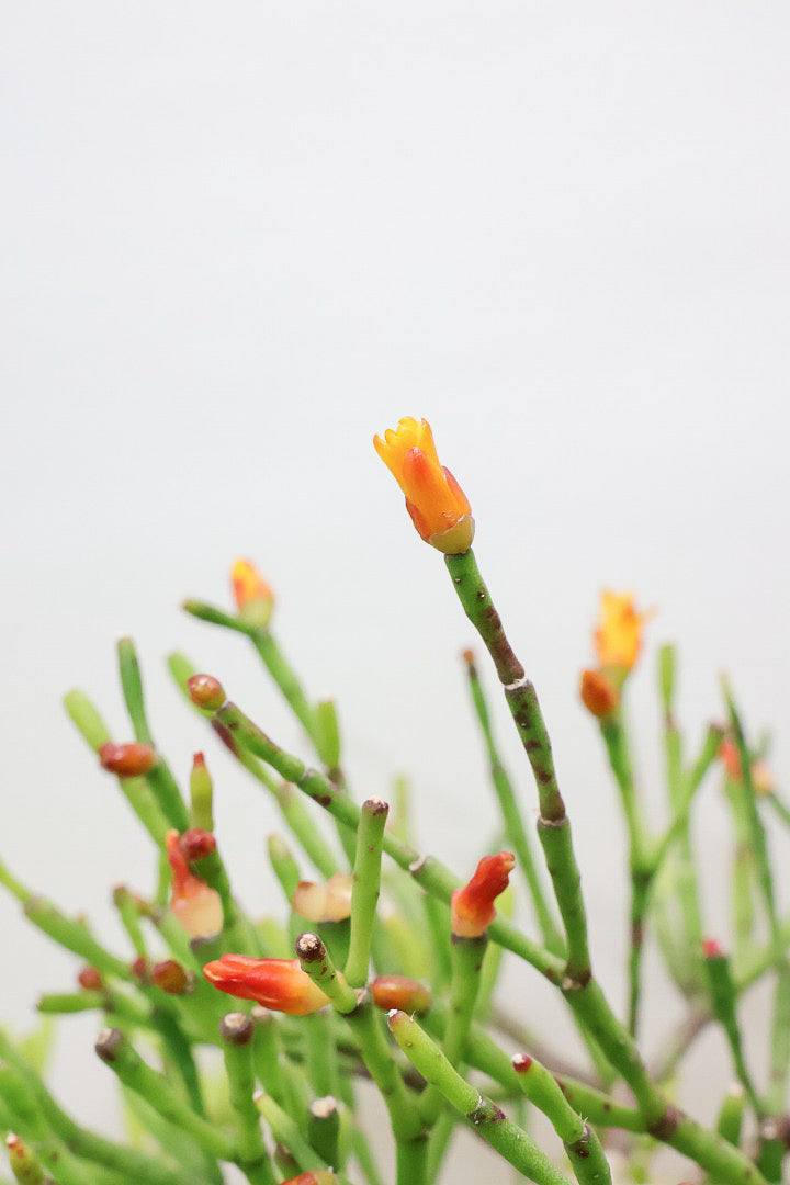 【リプサリス ハティオラ】ギュッとかわいい葉っぱが詰まったフォルム！お花も咲いている可愛いサボテンです！