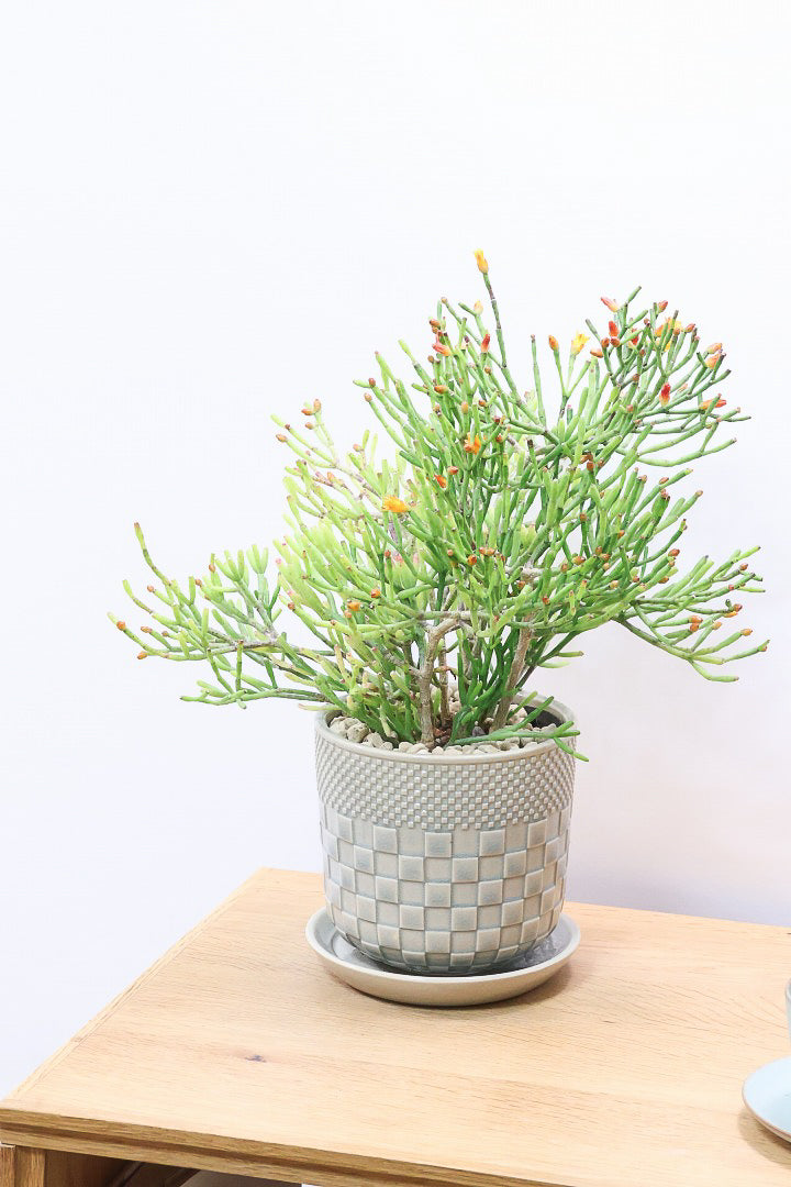 【リプサリス ハティオラ】ギュッとかわいい葉っぱが詰まったフォルム！お花も咲いている可愛いサボテンです！