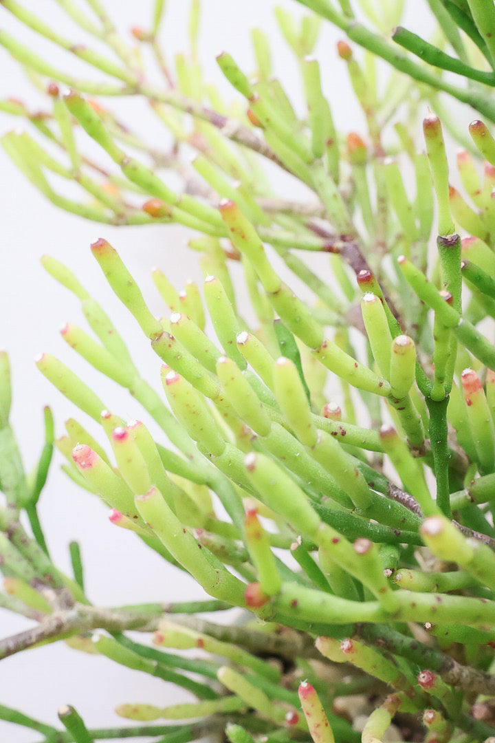 【リプサリス ハティオラ】ギュッとかわいい葉っぱが詰まったフォルム！お花も咲いている可愛いサボテンです！