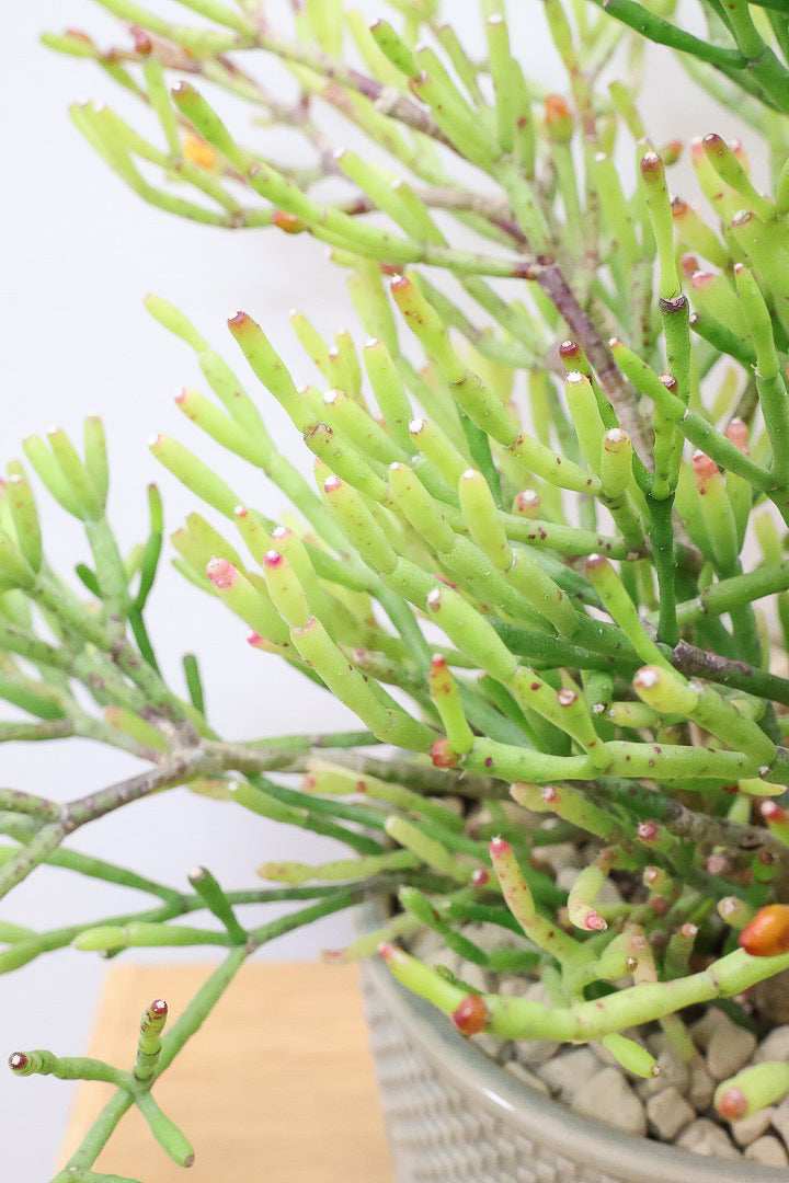 【リプサリス ハティオラ】ギュッとかわいい葉っぱが詰まったフォルム！お花も咲いている可愛いサボテンです！