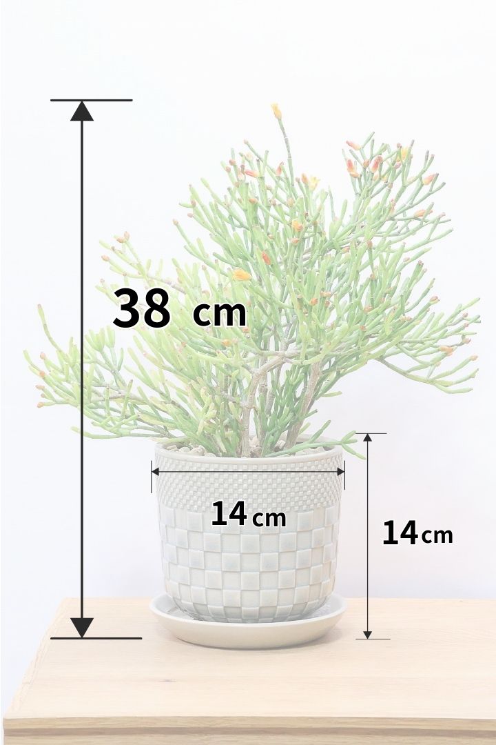 【リプサリス ハティオラ】ギュッとかわいい葉っぱが詰まったフォルム！お花も咲いている可愛いサボテンです！