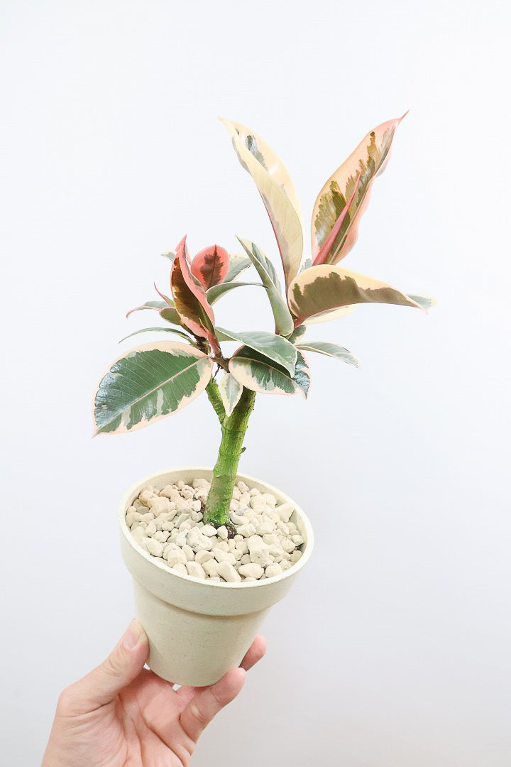 【フィカス ティネケ】軽量で扱いやすいプラスチックPOT！タイトな樹形が素敵！しかも今回は最高の葉色に仕上がりました！おすすめです！