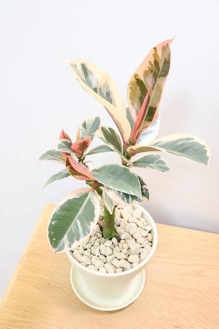 【フィカス ティネケ】軽量で扱いやすいプラスチックPOT！タイトな樹形が素敵！しかも今回は最高の葉色に仕上がりました！おすすめです！