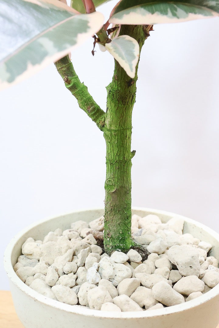 【フィカス ティネケ】軽量で扱いやすいプラスチックPOT！タイトな樹形が素敵！しかも今回は最高の葉色に仕上がりました！おすすめです！