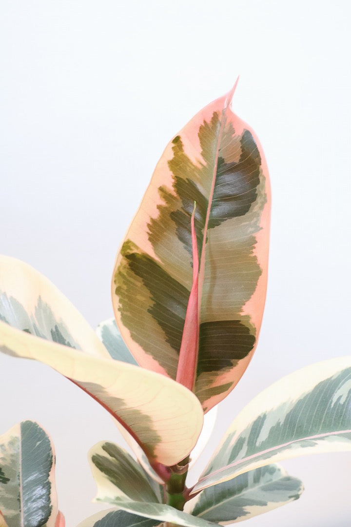 【フィカス ティネケ】軽量で扱いやすいプラスチックPOT！タイトな樹形が素敵！しかも今回は最高の葉色に仕上がりました！おすすめです！