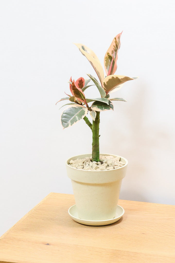 【フィカス ティネケ】軽量で扱いやすいプラスチックPOT！タイトな樹形が素敵！しかも今回は最高の葉色に仕上がりました！おすすめです！