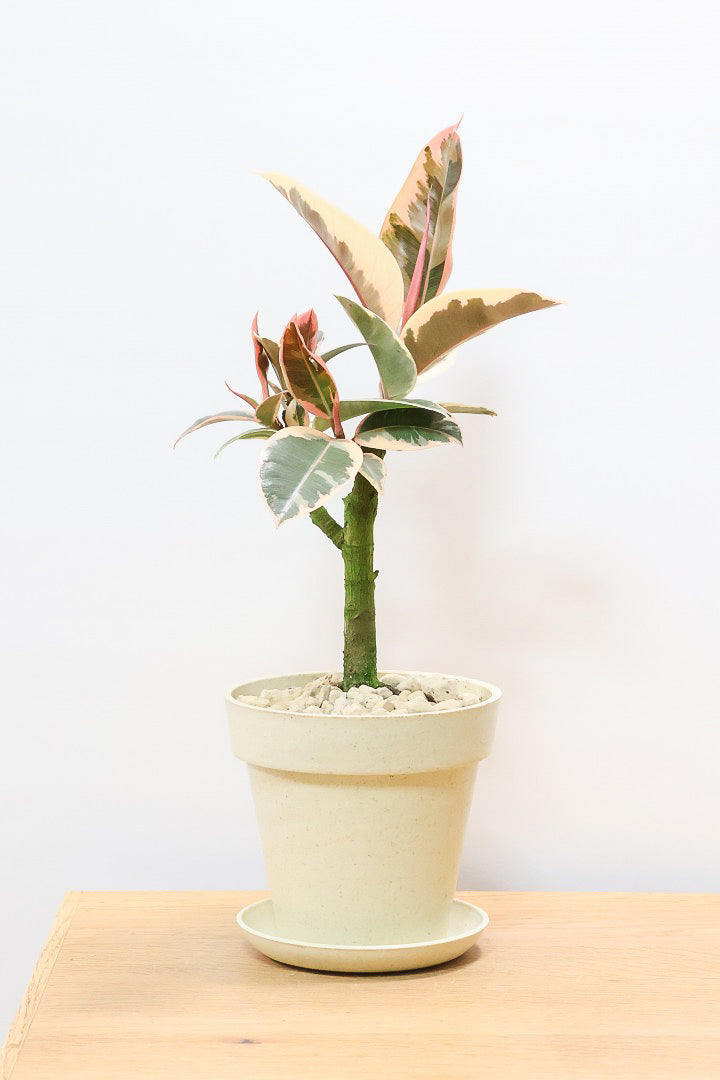 【フィカス ティネケ】軽量で扱いやすいプラスチックPOT！タイトな樹形が素敵！しかも今回は最高の葉色に仕上がりました！おすすめです！