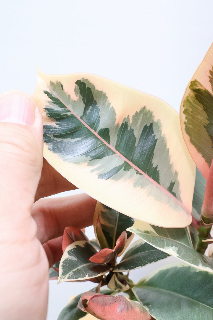 【フィカス ティネケ】軽量で扱いやすいプラスチックPOT！タイトな樹形が素敵！しかも今回は最高の葉色に仕上がりました！おすすめです！