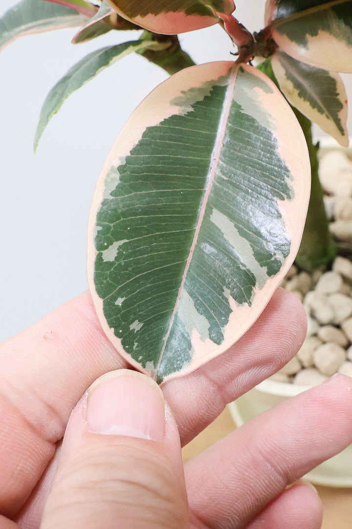 【フィカス ティネケ】軽量で扱いやすいプラスチックPOT！タイトな樹形が素敵！しかも今回は最高の葉色に仕上がりました！おすすめです！