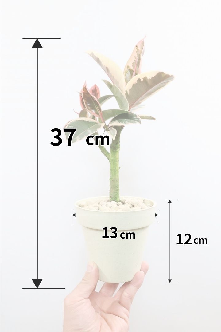 【フィカス ティネケ】軽量で扱いやすいプラスチックPOT！タイトな樹形が素敵！しかも今回は最高の葉色に仕上がりました！おすすめです！