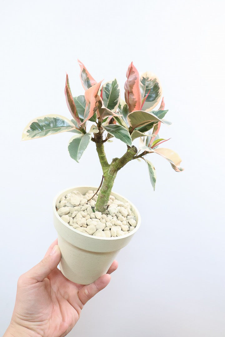 【フィカス ティネケ】軽量で扱いやすいプラスチックPOT！きれいに枝分かれした樹形が素敵！しかも今回は最高の葉色に仕上がりました！おすすめです！