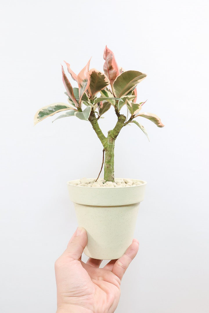 【フィカス ティネケ】軽量で扱いやすいプラスチックPOT！きれいに枝分かれした樹形が素敵！しかも今回は最高の葉色に仕上がりました！おすすめです！