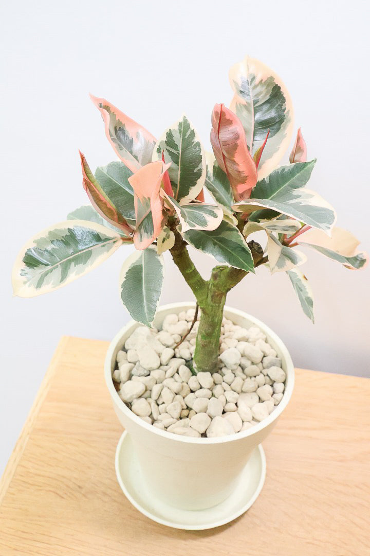 【フィカス ティネケ】軽量で扱いやすいプラスチックPOT！きれいに枝分かれした樹形が素敵！しかも今回は最高の葉色に仕上がりました！おすすめです！