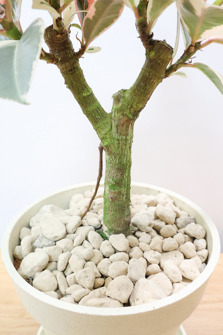 【フィカス ティネケ】軽量で扱いやすいプラスチックPOT！きれいに枝分かれした樹形が素敵！しかも今回は最高の葉色に仕上がりました！おすすめです！