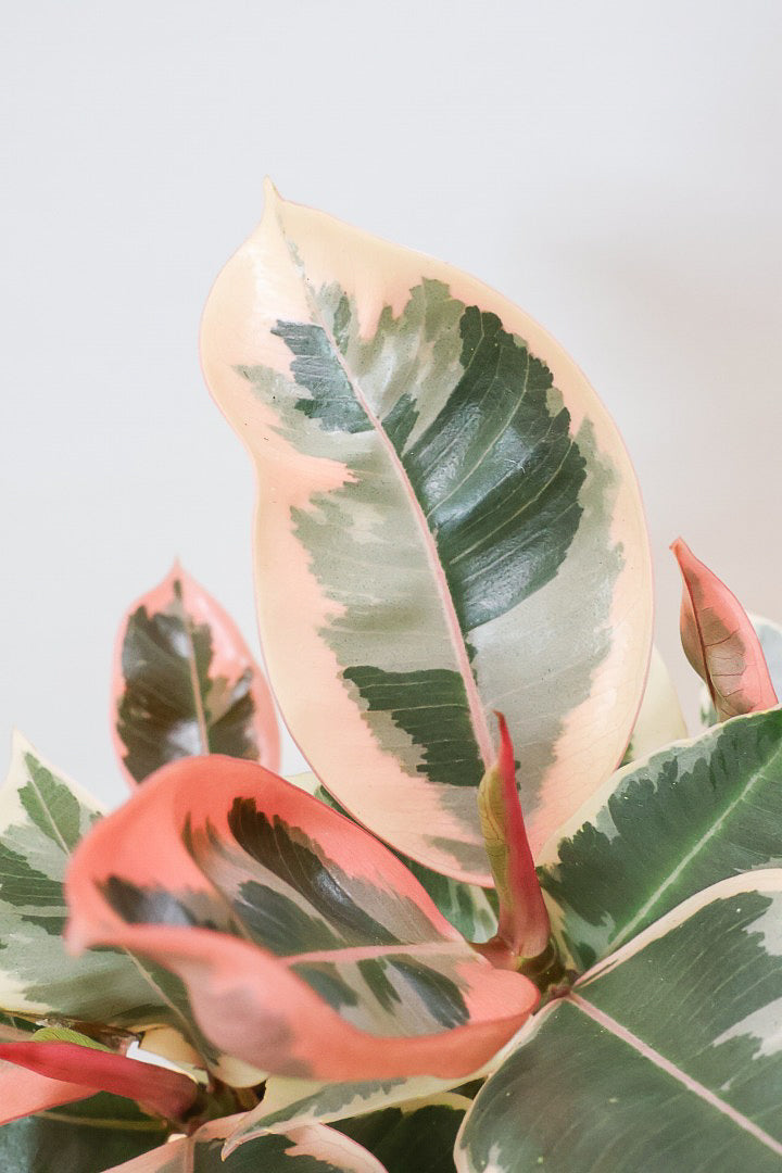 【フィカス ティネケ】軽量で扱いやすいプラスチックPOT！きれいに枝分かれした樹形が素敵！しかも今回は最高の葉色に仕上がりました！おすすめです！