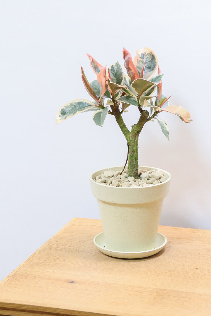 【フィカス ティネケ】軽量で扱いやすいプラスチックPOT！きれいに枝分かれした樹形が素敵！しかも今回は最高の葉色に仕上がりました！おすすめです！