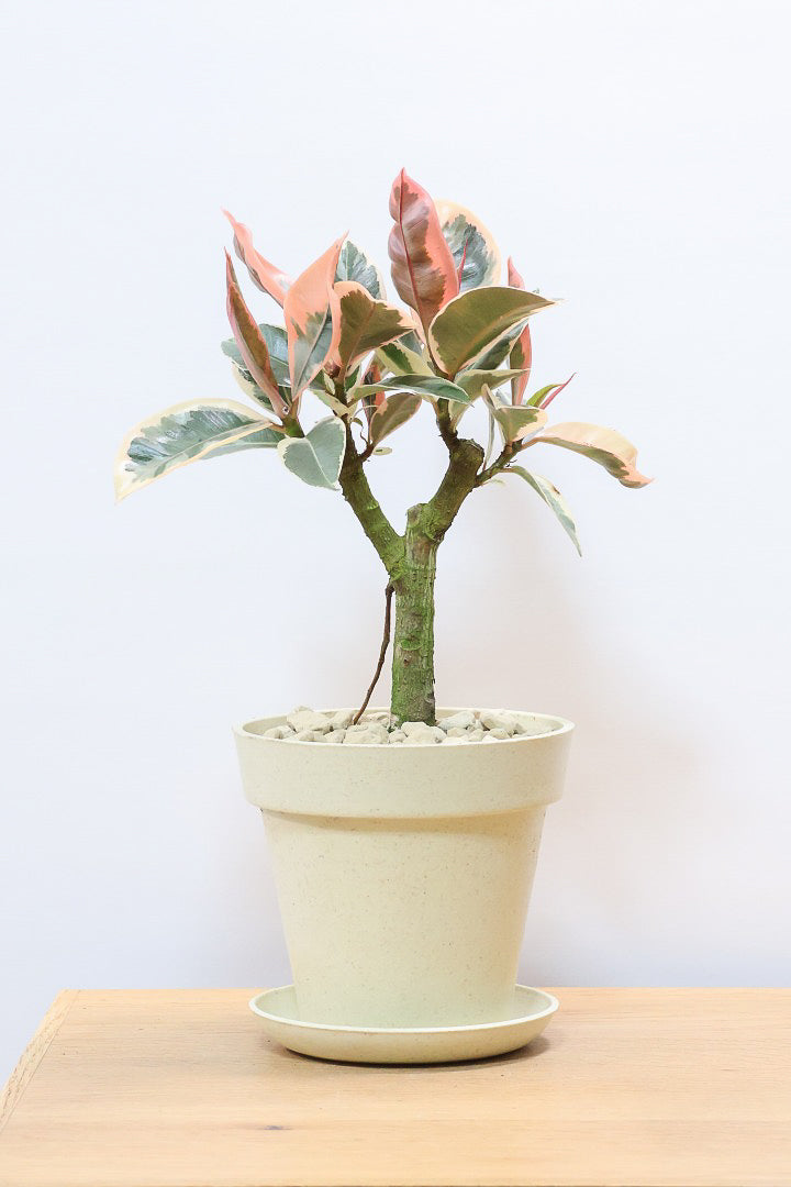 【フィカス ティネケ】軽量で扱いやすいプラスチックPOT！きれいに枝分かれした樹形が素敵！しかも今回は最高の葉色に仕上がりました！おすすめです！