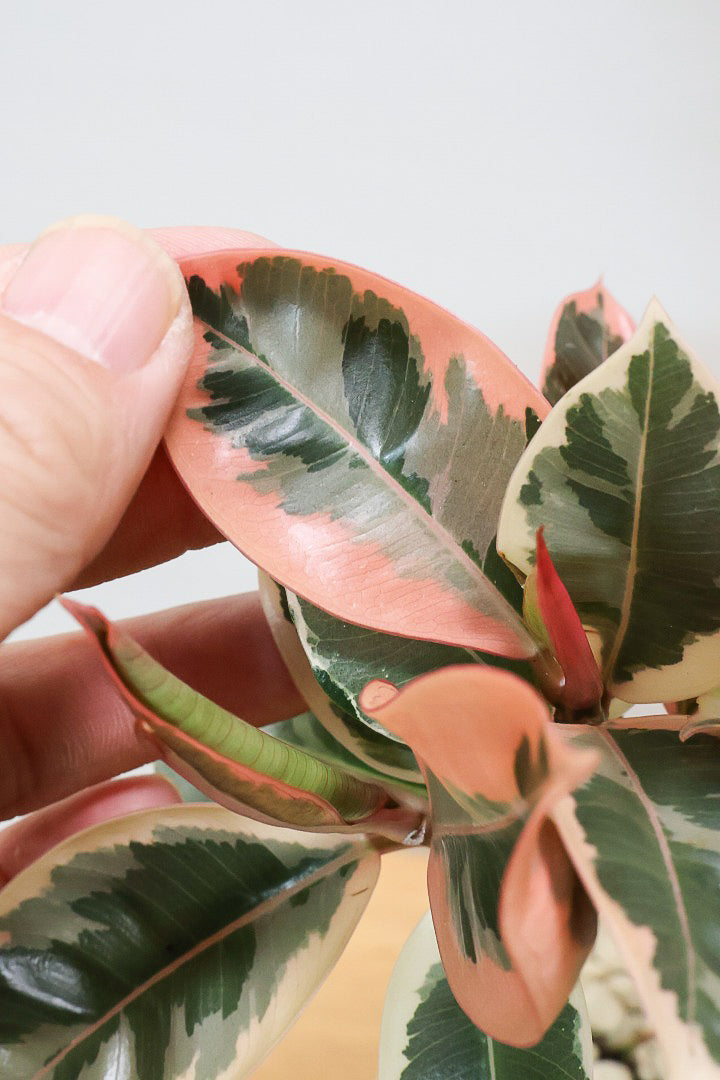 【フィカス ティネケ】軽量で扱いやすいプラスチックPOT！きれいに枝分かれした樹形が素敵！しかも今回は最高の葉色に仕上がりました！おすすめです！