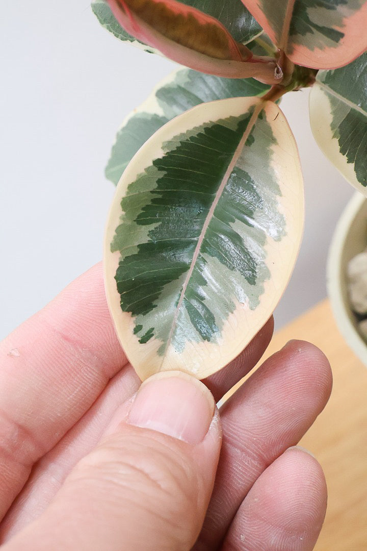 【フィカス ティネケ】軽量で扱いやすいプラスチックPOT！きれいに枝分かれした樹形が素敵！しかも今回は最高の葉色に仕上がりました！おすすめです！