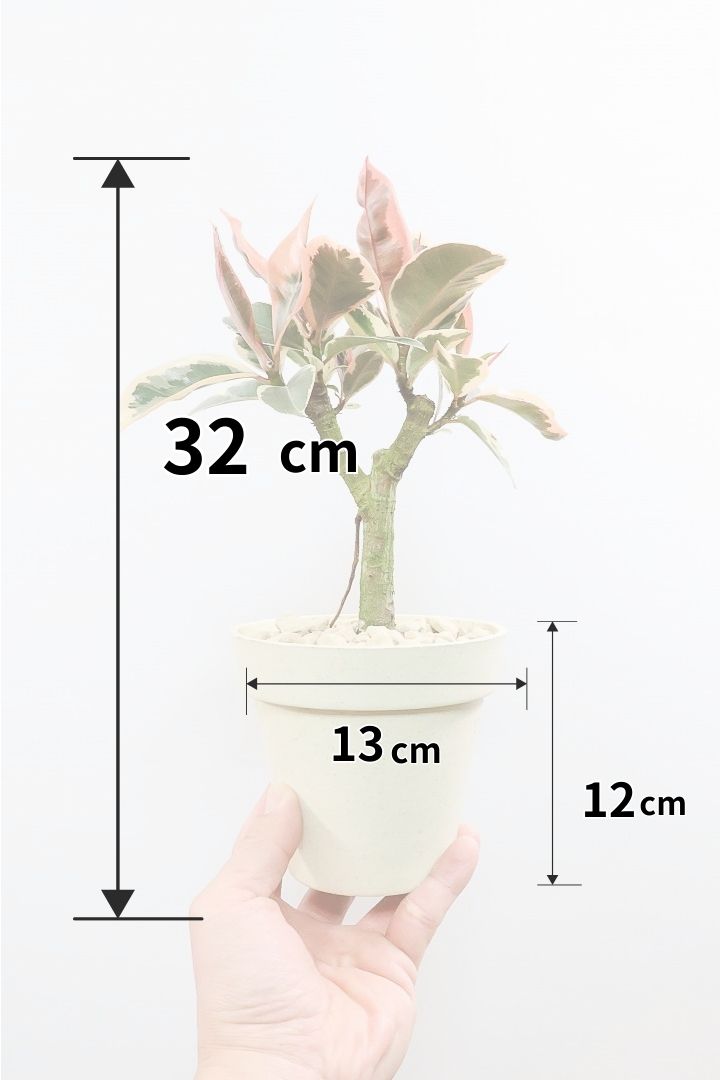 【フィカス ティネケ】軽量で扱いやすいプラスチックPOT！きれいに枝分かれした樹形が素敵！しかも今回は最高の葉色に仕上がりました！おすすめです！