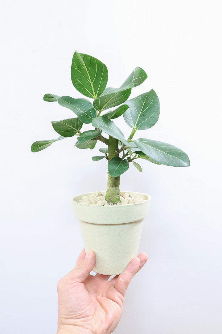 送料無料】フィカス ベンガレンシス| 観葉植物の通信販売 送料無料】フィカス ベンガレンシス| 観葉植物の通信販売