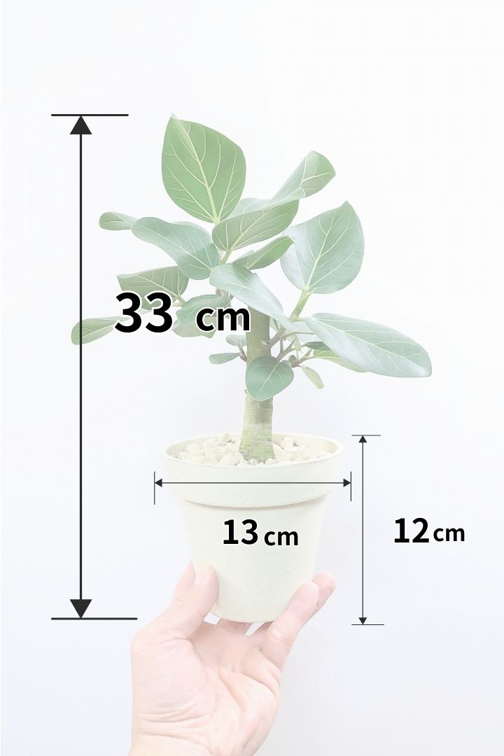 【ベンガレンシス】軽量で扱いやすいプラスチックPOT！幹の太さを見て欲しい！このサイズはめったに入荷しませんので是非ともご検討ください！