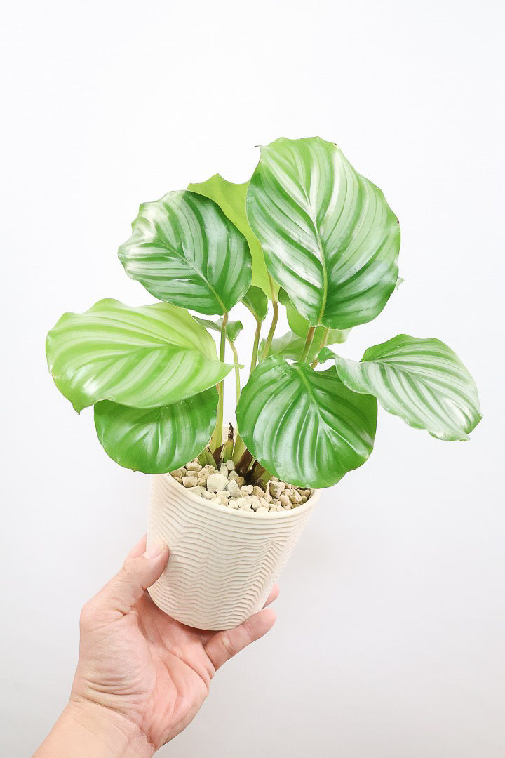 【カラテア オービフォリア】かわいいサイズ感！葉の模様がとても美しい！人気のミニサイズです