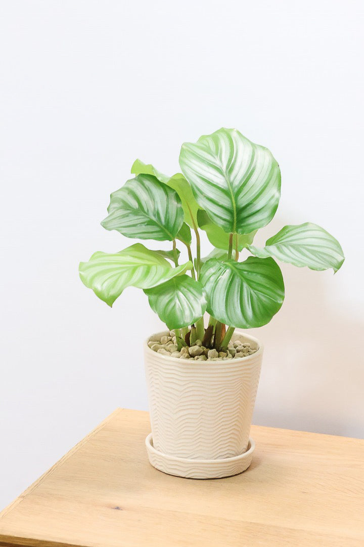 【カラテア オービフォリア】かわいいサイズ感！葉の模様がとても美しい！人気のミニサイズです