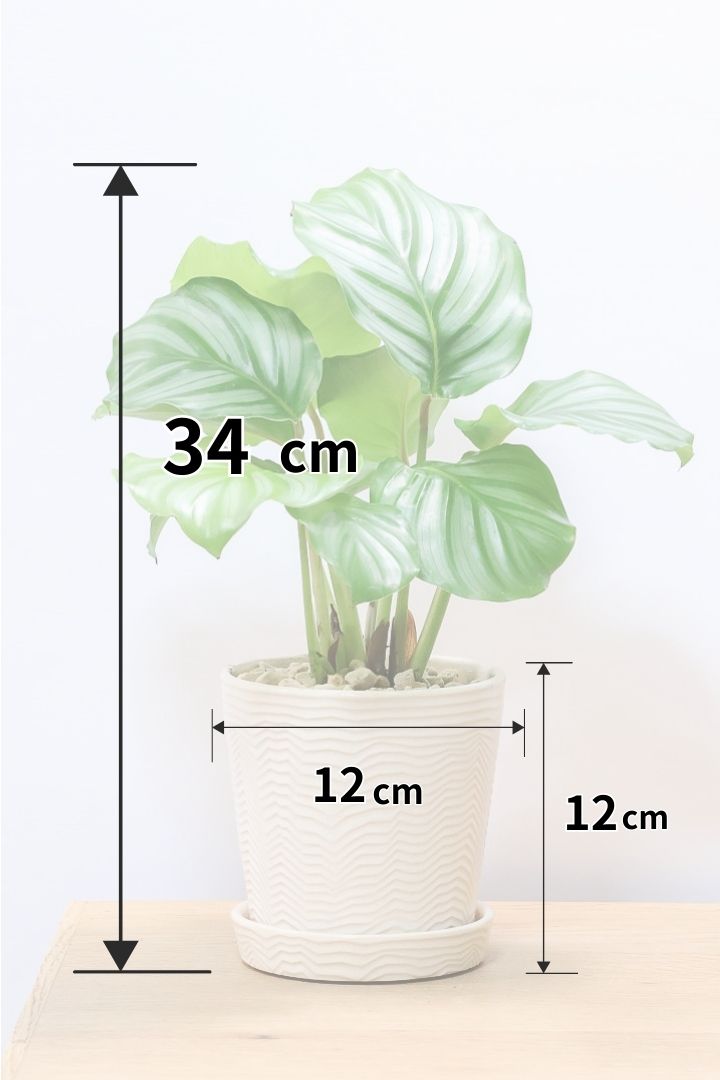 【カラテア オービフォリア】かわいいサイズ感！葉の模様がとても美しい！人気のミニサイズです
