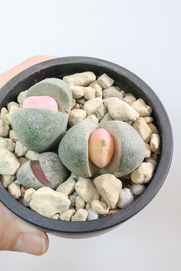 【プレイオスピロス 令和の桃太郎】ちょっとふざけた名前ですが正式な品種名。何とも愛らしいフォルムです♪