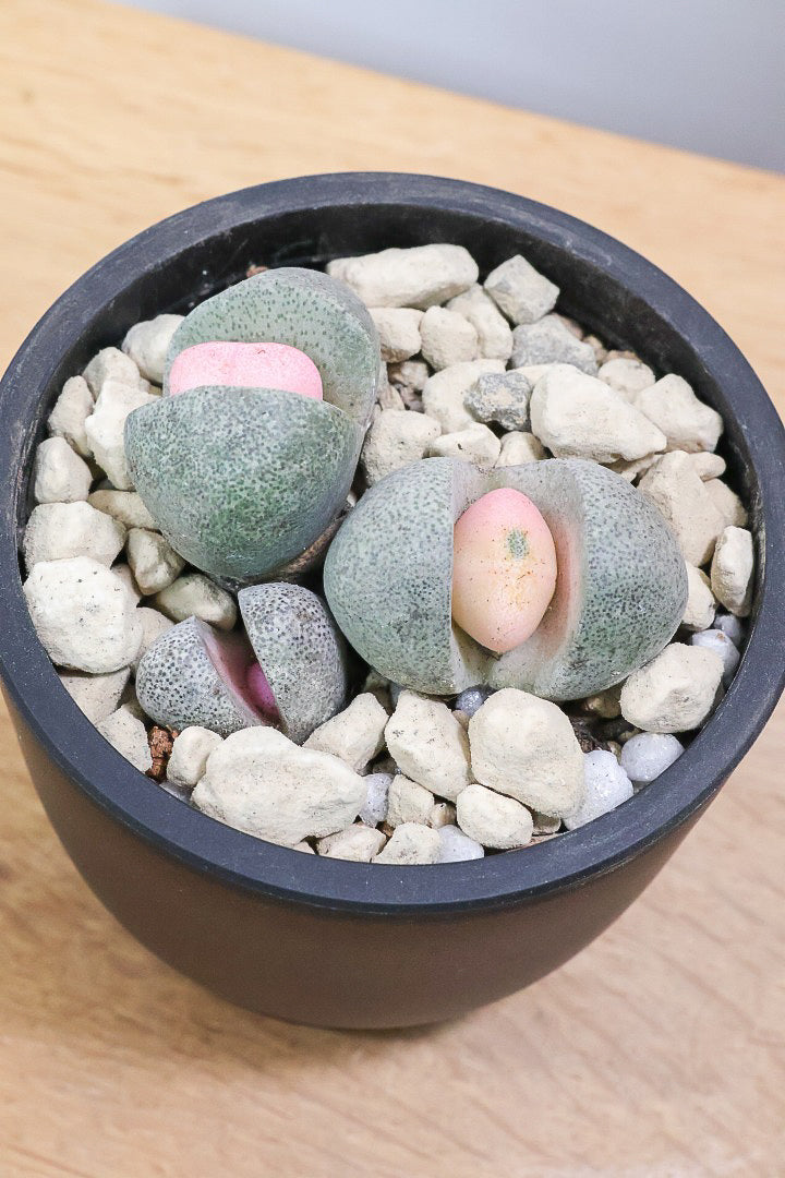 【プレイオスピロス 令和の桃太郎】ちょっとふざけた名前ですが正式な品種名。何とも愛らしいフォルムです♪