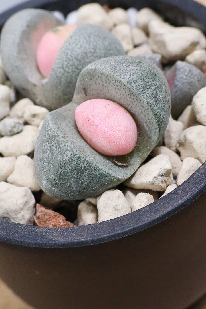 【プレイオスピロス 令和の桃太郎】ちょっとふざけた名前ですが正式な品種名。何とも愛らしいフォルムです♪