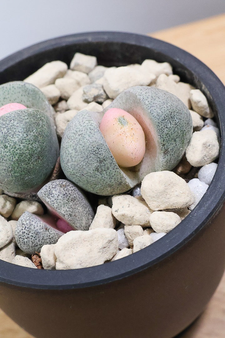 【プレイオスピロス 令和の桃太郎】ちょっとふざけた名前ですが正式な品種名。何とも愛らしいフォルムです♪