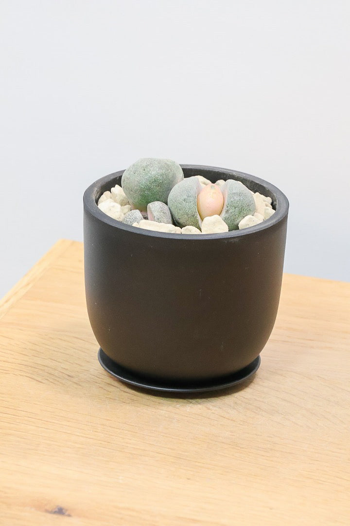 【プレイオスピロス 令和の桃太郎】ちょっとふざけた名前ですが正式な品種名。何とも愛らしいフォルムです♪